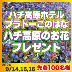 ハチ高原のお花プレゼント9/18,19,20