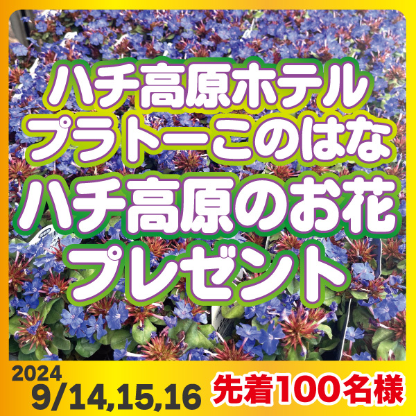 ハチ高原のお花プレゼント9/14,15,16